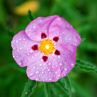 Rock-rose