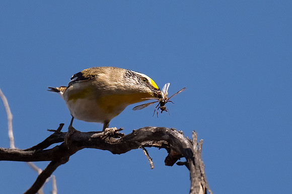 Striated Pardalote with lunch