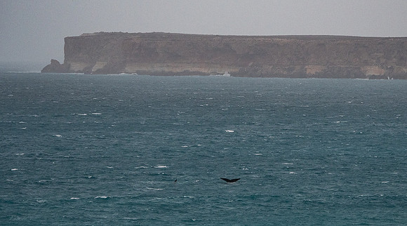 Bunda Cliffs, Head of the Bight (with whale tail)