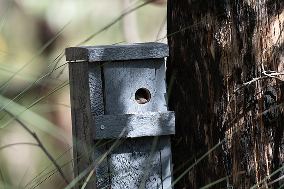 Yellow-footed antechinus, taken up residence in one of our pygmy possum boxes  14-03-2022