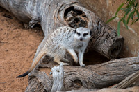 Meerkat