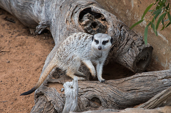 Meerkat