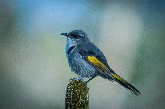 Crescent Honeyeater
