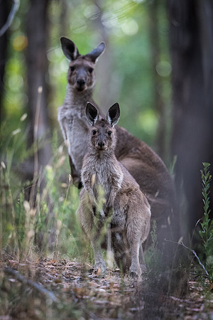 Western grey kangaroos  27_02-2022