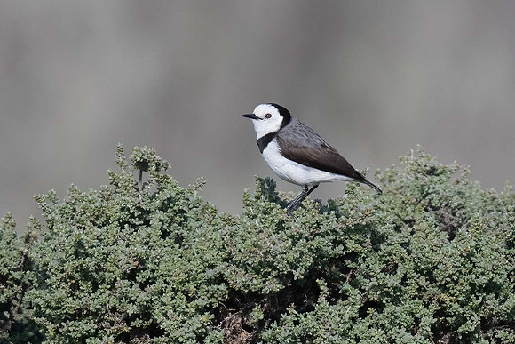 White-fronted Chat 06-08-2024
