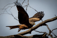 black kite
