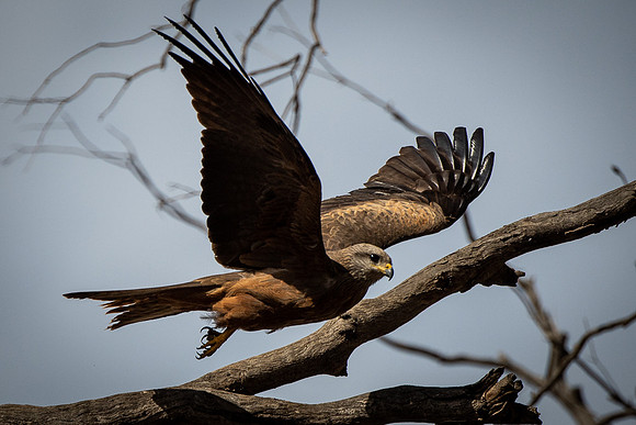 black kite