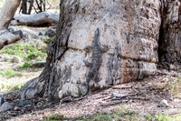 lace monitor