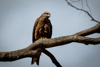 black kite