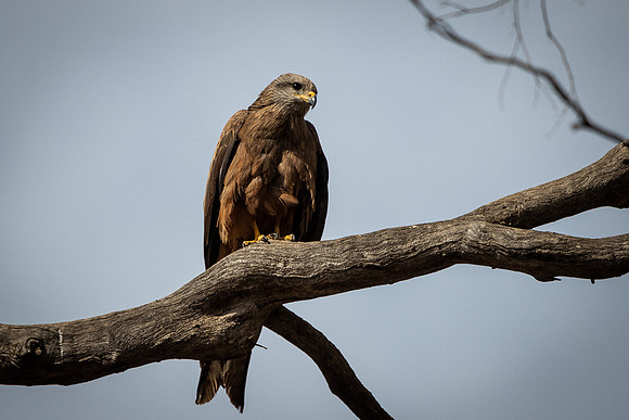 black kite