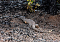 Sand Goanna, Warraweena