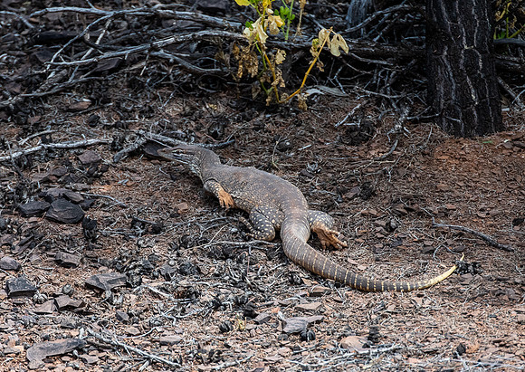 Sand Goanna, Warraweena