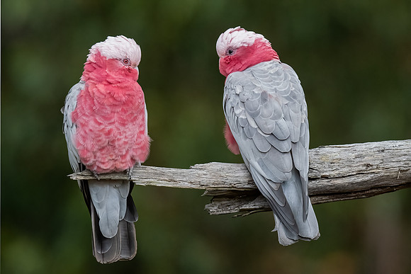 Galahs  05-03-2022