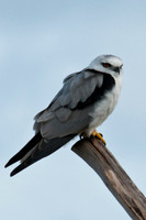 Black-shouldered Kite, Esperance