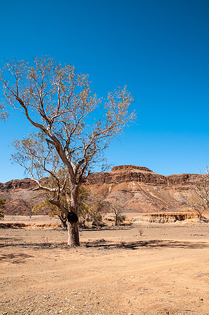 Mt Chambers