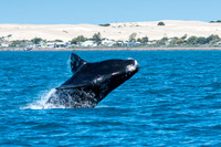southern right whales in Fowler's Bay (12 pics)