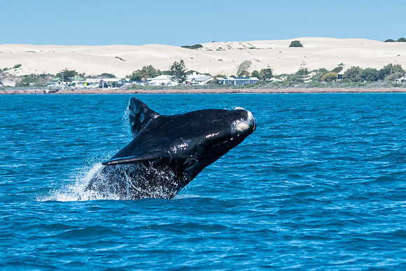 southern right whales in Fowler's Bay (12 pics)