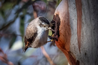 Varied sitella