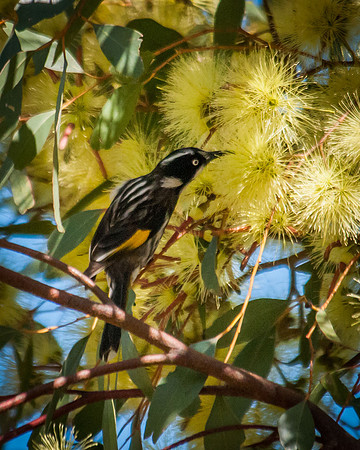 New Holland Honeyeater