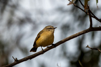 yellow-rumped thornbill