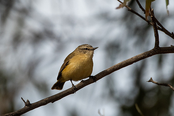 yellow-rumped thornbill