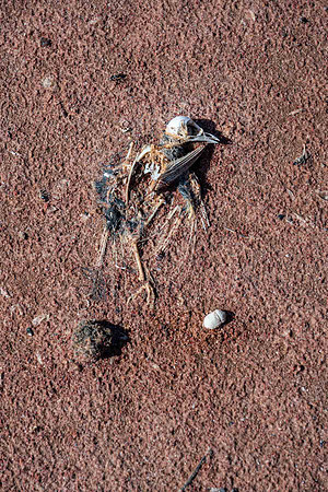 a future fossil !