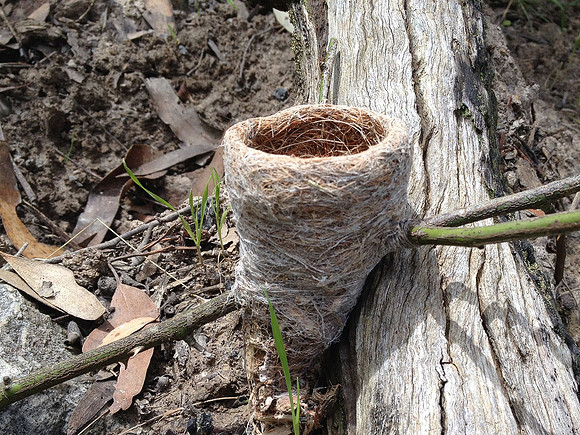 Silvereye nest