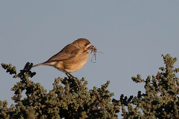 Southern Whiteface with nesting materials