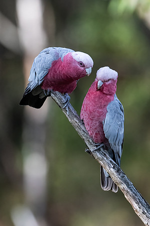 Galahs  13-03-2022