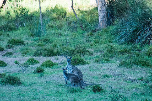 Western Grey Kangaroos
