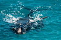 Southern Right Whale and Calf