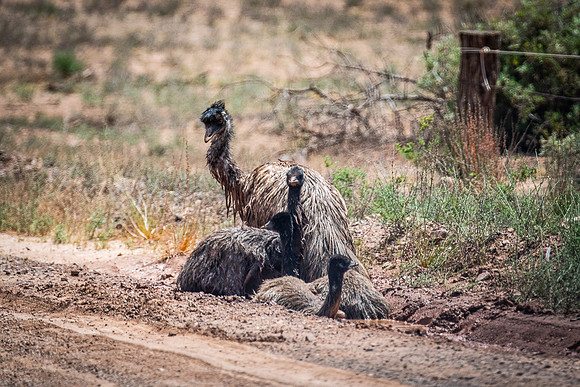 Emu mudbath, near Aroona Valley turnoff