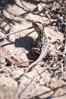 near Cactus Beach