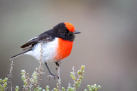 Red-capped robin