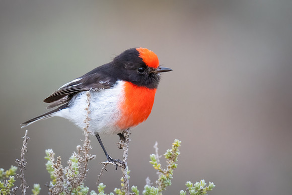 Red-capped robin
