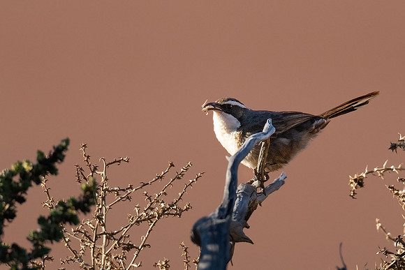White-browed Babbler