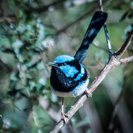 Superb Fairy Wren