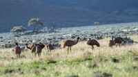 Emus
