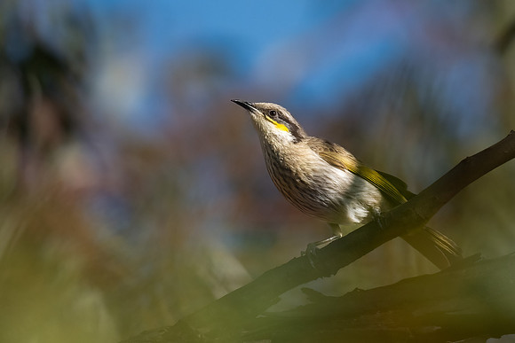 Singing Honeyeater