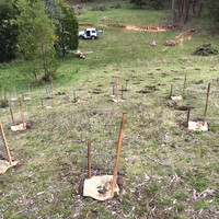 tree planting