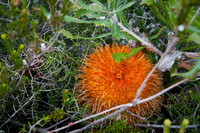 Western Australian wildflower