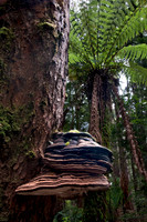 Fungus and Ferns