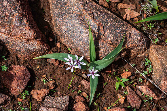 Inland Star Lily