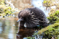 Various Echidnas (TAS)