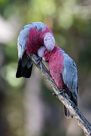 Galahs  13-03-2022