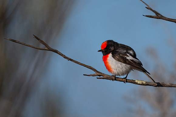 Red-capped Robin