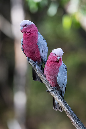 Galahs  13-03-2022