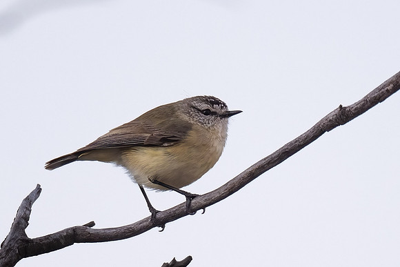 Yellow-rumped thornbill