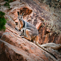 Wildlife