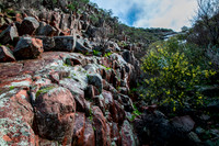 The Organ Pipes